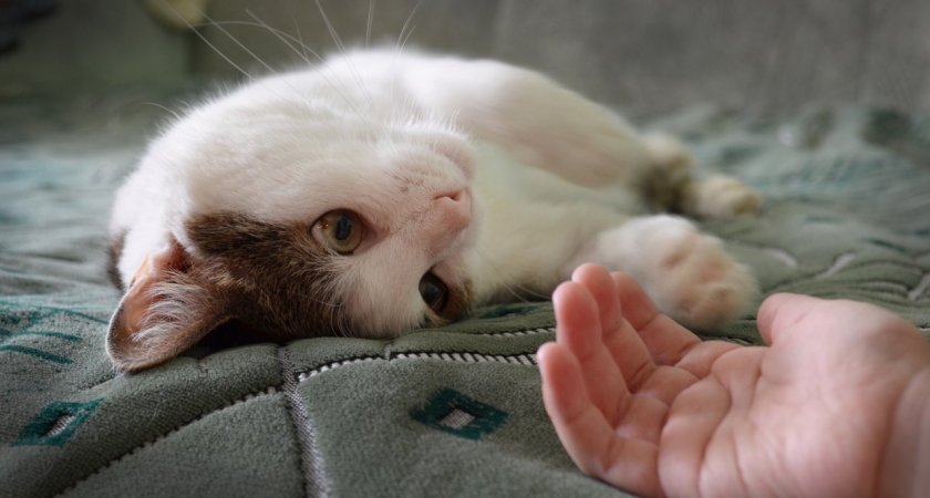 Кому доверить питомца на пару дней?