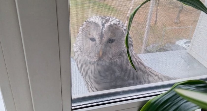 Жители Кировской области обнаружили на своем окне милую сову