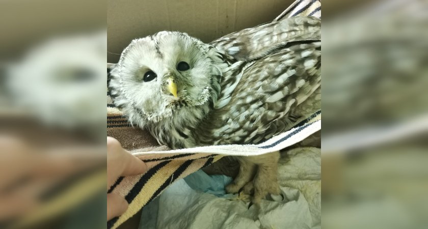 К кировчанам прилетели гости из Хогвартса