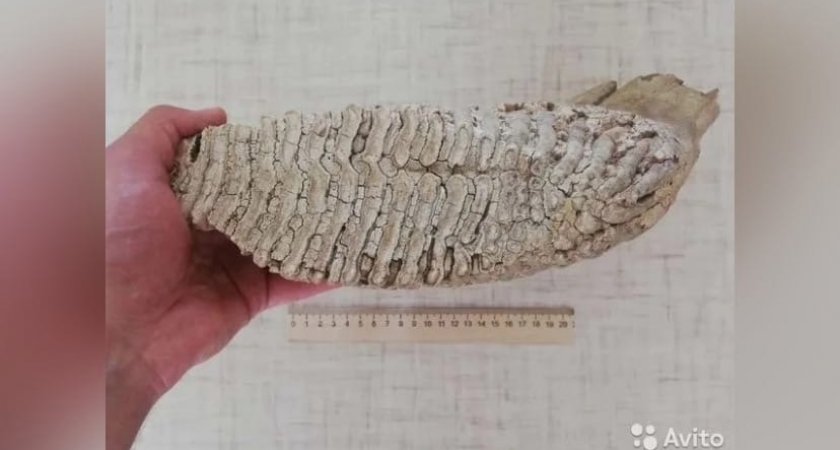 В Кирове на продажу выставили зуб мамонта 