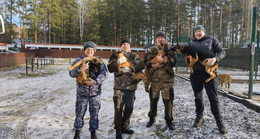 В Кировскую область приедут 10 специально обученных для спецслужб щенков