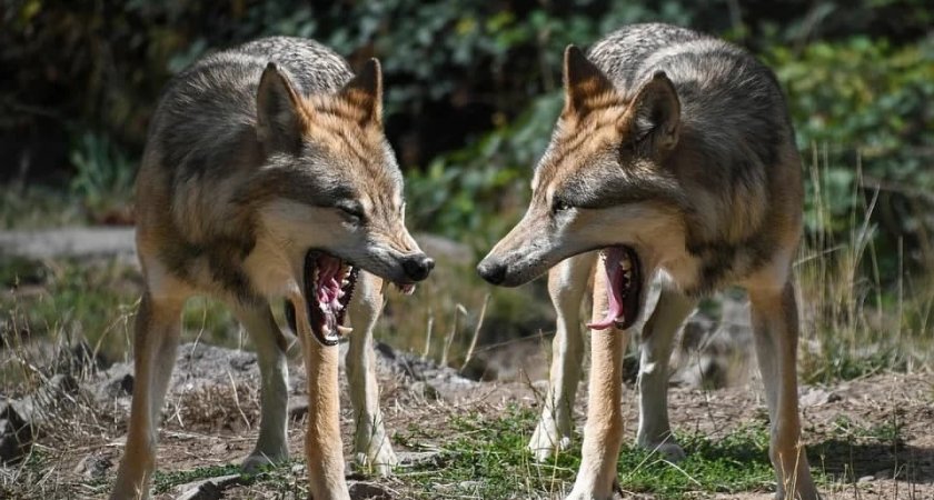 По Кировской области бегают волки: сколько хищников истребили в октябре 