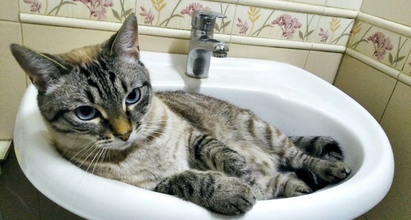 В Ленинском районе Кирова целый день не будет холодной воды