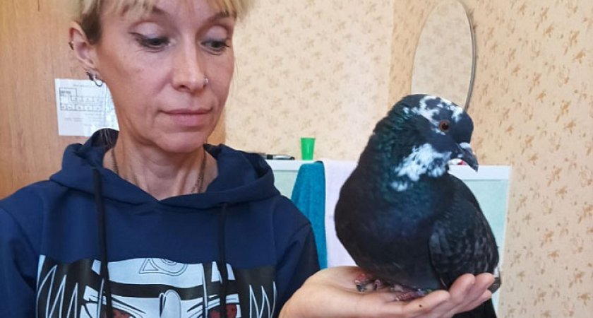 В Киров вместе с семьей беженцев приехали грач, две голубки и кошка