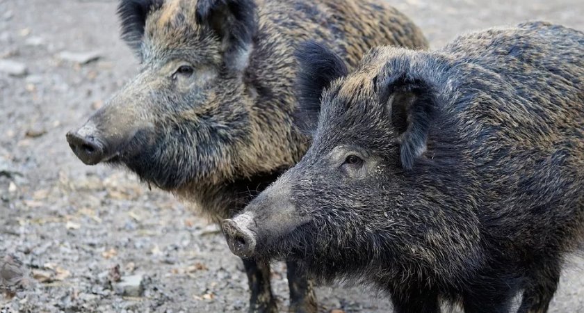 В двух районах Кировской области ввели карантин из-за чумы свиней