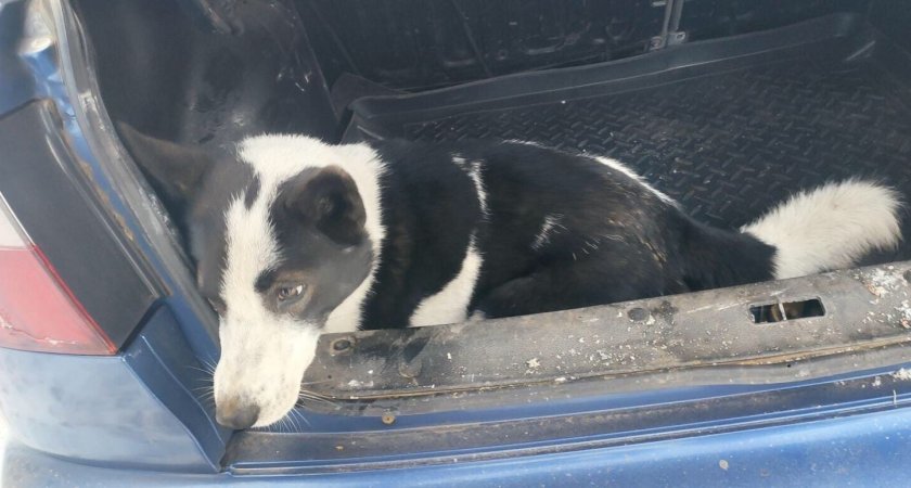 В Кировской области пса застрелили из двух видов оружия