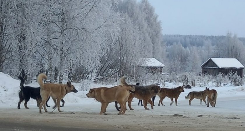 В Кировской области усилят меры по отлову безнадзорных животных