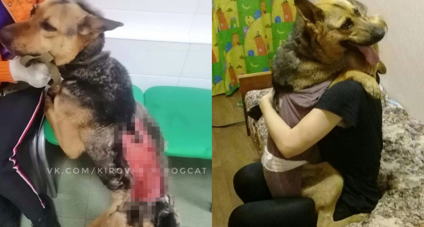 "Добро побеждает": кировский волонтер о спасении находящихся на волоске от смерти собак