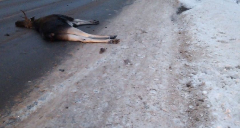 Погиб на месте: в Кировской области лоси провоцируют аварии на трассе
