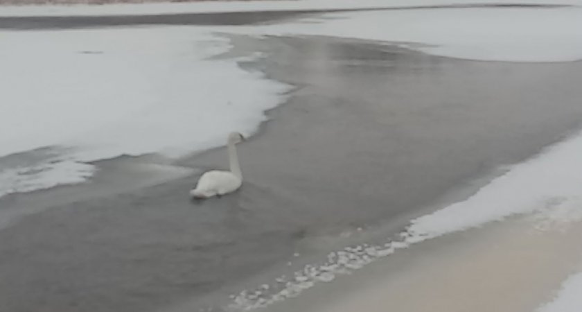 В Кировской области на реке замерзает лебедь