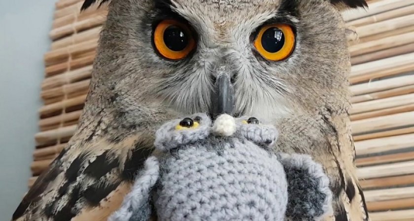 Где можно сделать кремацию домашней птицы?