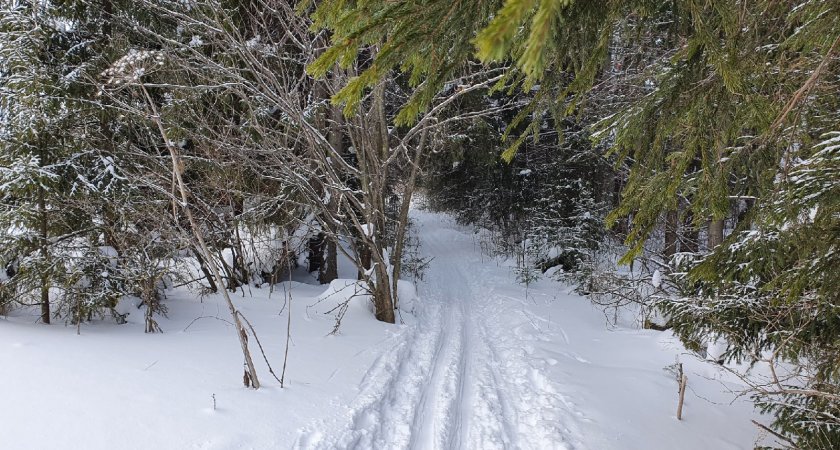 Помог космический мониторинг: в Кировской области раскрыли незаконную вырубку леса