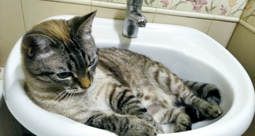 Опубликован список адресов, где в Кирове не будет холодной воды