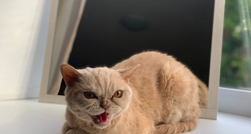 Где можно оставить питомца на пару дней?