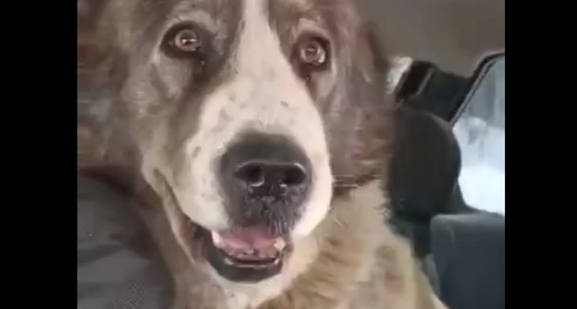 Собаке, которую бросили умирать на морозе, нашли новых хозяев