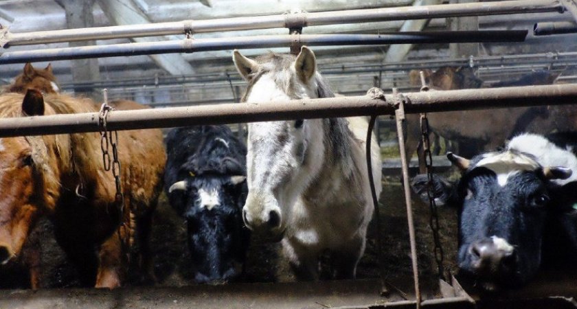 Для животных с фермы в Малмыже нашли покупателя