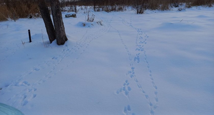 В Кировской области пересчитают всех диких животных по следам на снегу 
