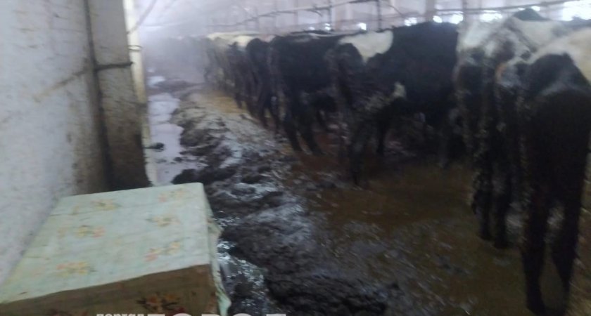 Концлагерь для животных: почему в малмыжской агрофирме коровы продолжают страдать?