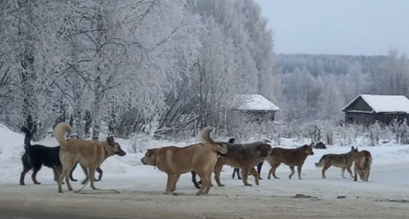 Жителям Кирова рассказали, куда обратиться по поводу отлова бездомных животных