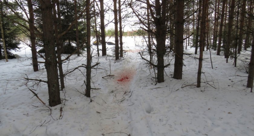 В Кирове браконьер стал фигурантом уголовного дела после убийства лося