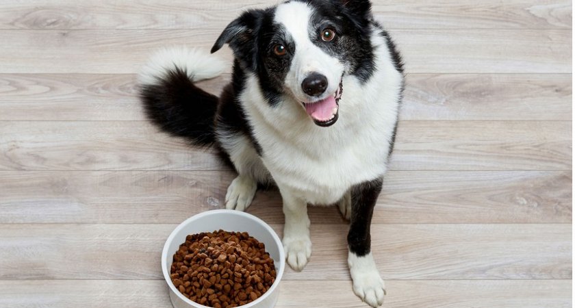 Где купить качественный корм холистик для собак в Москве?