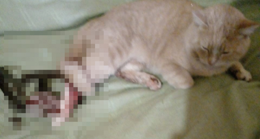 "Сосед поставил ловушку": в Кирове домашний кот попал в капкан на улице