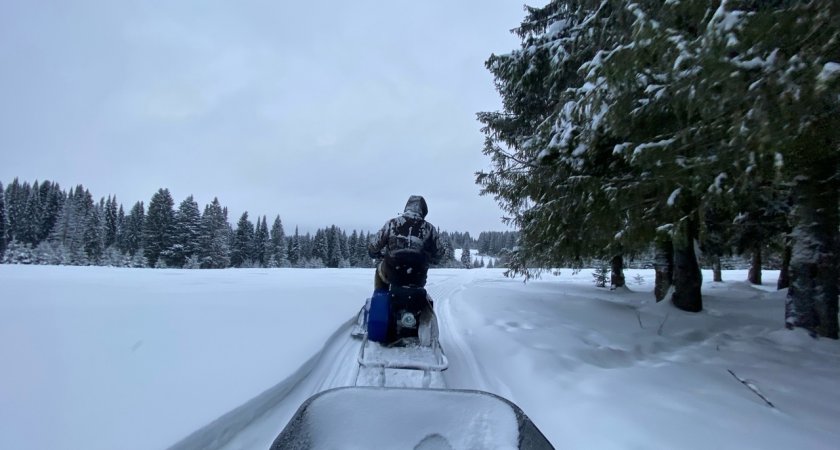 В 2023 в Кировской области прогнозируют приток 1,4 миллиарда рублей от использования лесов