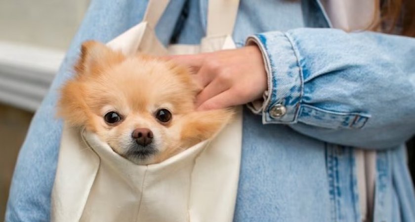 Где в Кирове можно оставить домашнее животное на передержку?