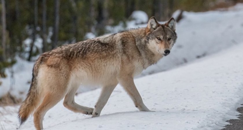 В Кировской области охотники добыли огромного волка