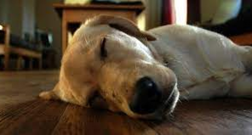 Где в Кирове можно провести индивидуальную кремацию животного?