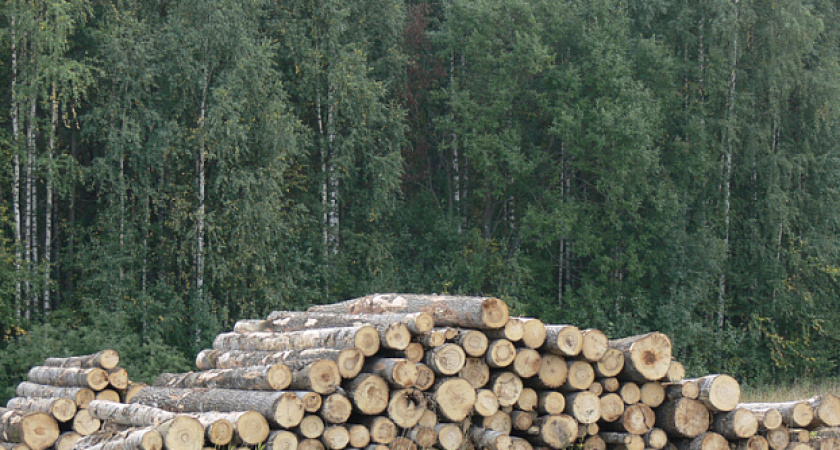 Александр Соколов предложил передать часть работ по лесоустройству лесопользователям