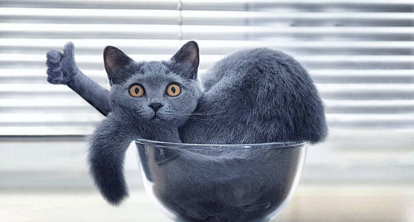 Секрет котиков: как быть успешными и любимыми всеми