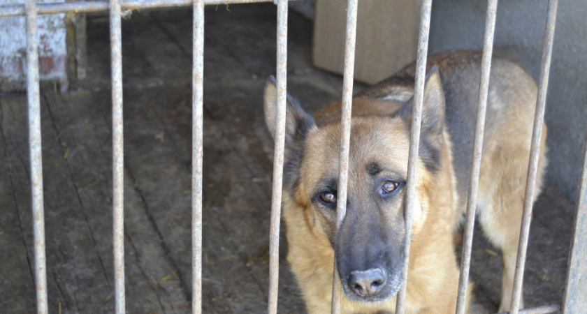 В Кировской области хозяину собаки пришлось заплатить за искусанного ребенка