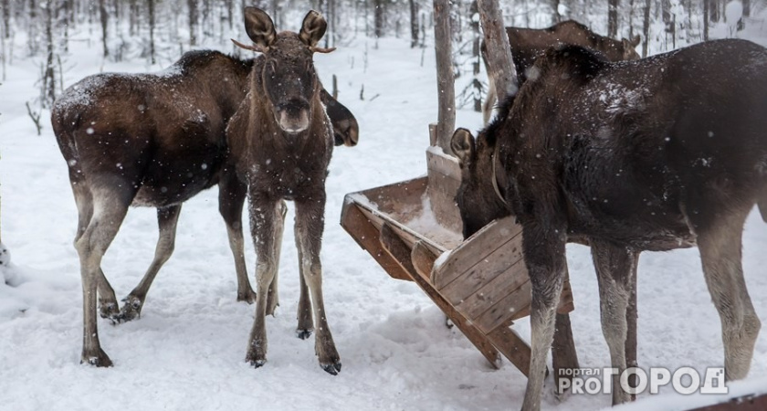 В Кировской области браконьер заплатил более 400 тысяч за убитого лося и лишился оружия