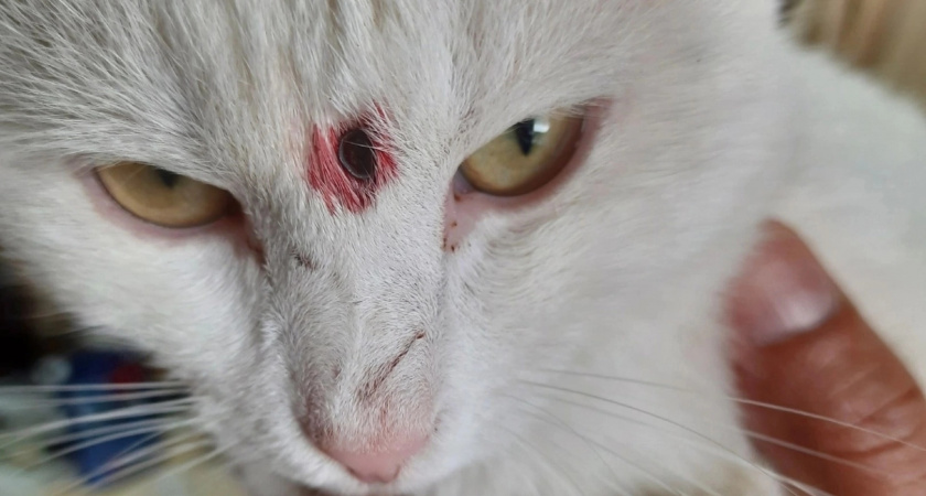 В Кировской области неизвестный выстрелил в домашнюю кошку из пневматики