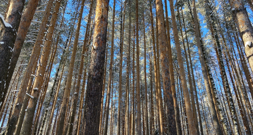 В Кировской области браконьеры вырубили лес на 3,2 миллиона рублей