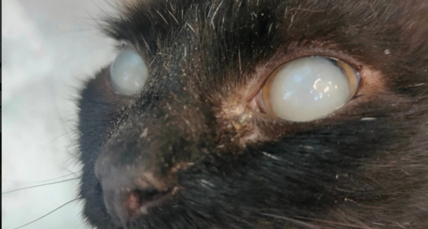 Кировские врачи спасли котика от слепоты