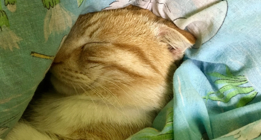 Водолеям надо поспать, а Весам – заняться здоровьем: гороскоп на 7 апреля