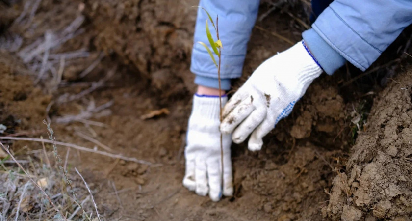 Кировчане смогут посадить дерево онлайн