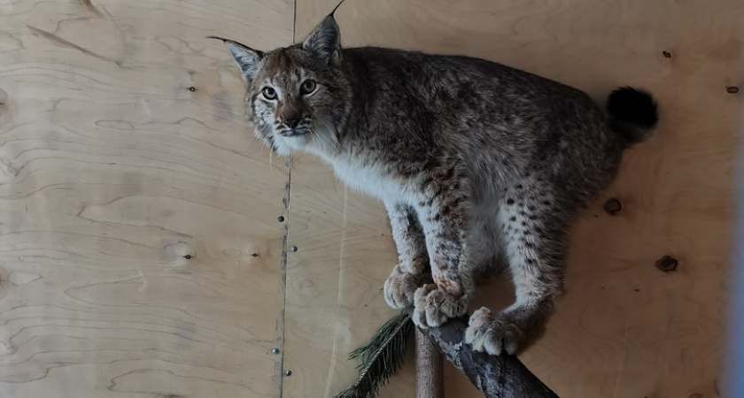 Спасенных в Кирове и Свечинском районе рысят отправили во Владимирскую область