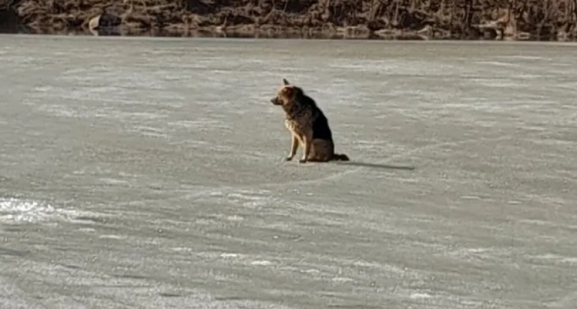 В Кировской области с тонкого льда спасли собаку