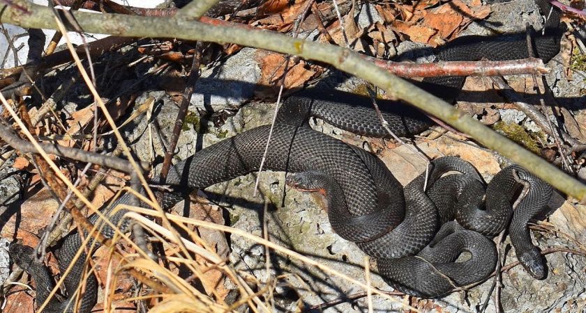 Поделка змея своими руками из подручных материалов (57 фото)
