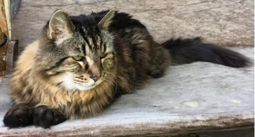 Где в Кирове кремировать кота?