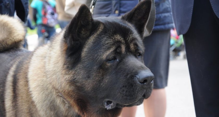 В Кировской области продавали поддельные лекарства для животных