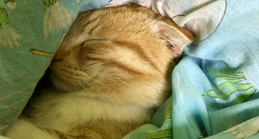 Раки прослывут лентяями, а Львы останутся без сил: гороскоп на 12 мая