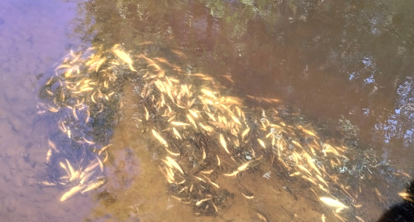 В кировской реке нашли десятки мертвых рыб