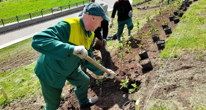 Яблони, розы и гортензии: город меняет подходы к озеленению