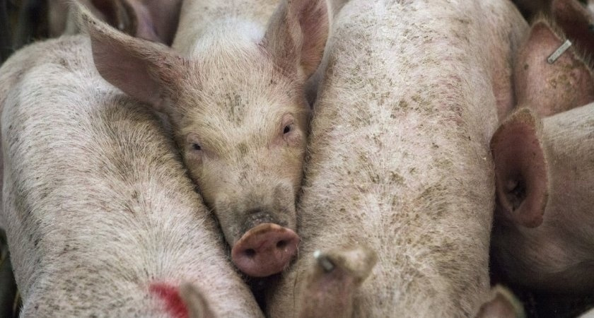 Предприниматель привез в Кировскую область свиней, которые могут быть носителями болезней