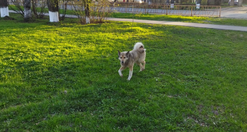 Жительница Кировской области хранила завернутый в мешке труп собаки на садовом участке