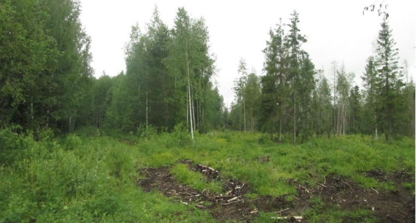 Браконьеры из Кировской области незаконно вырубили лес более чем на 200 тысяч рублей